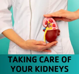 A doctor holding a model of a kidney.